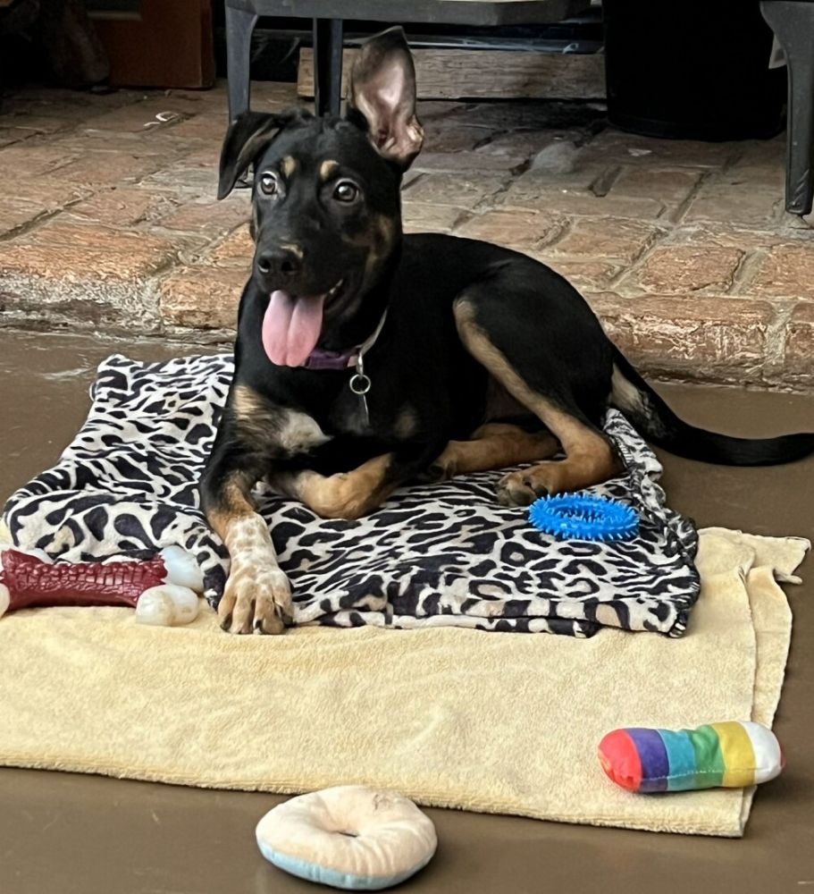 adoptable Dog in Mount Airy, MD named Arya