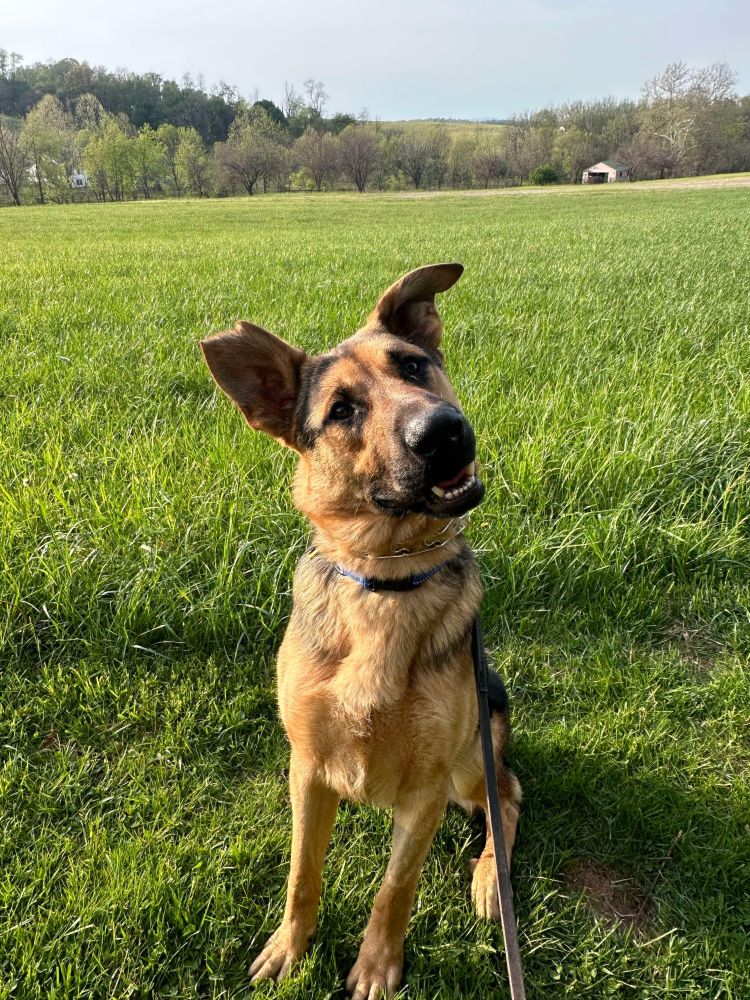 adoptable Dog in Mount Airy, MD named Bear