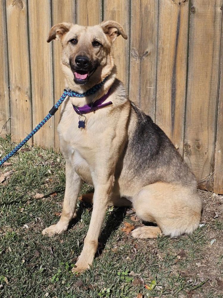adoptable Dog in Mount Airy, MD named Cloud