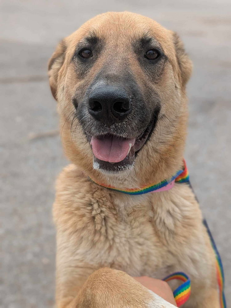adoptable Dog in Mount Airy, MD named Lilliana