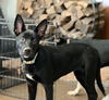 adoptable Dog in mount airy, MD named Nasauda