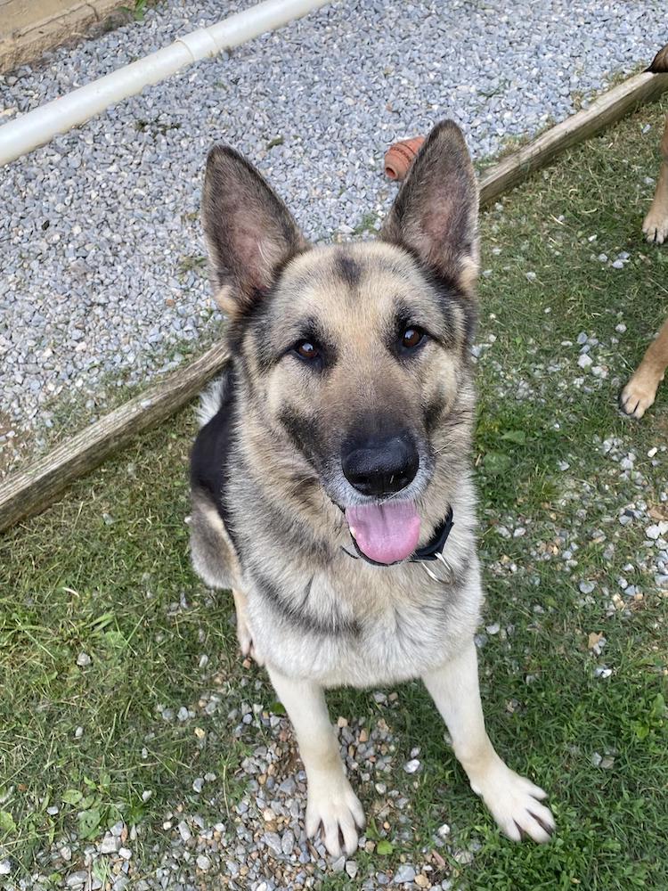 adoptable Dog in Mount Airy, MD named Rosco