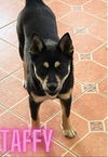 adoptable Dog in mount airy, MD named Taffy