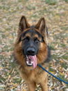 adoptable Dog in  named Deacon
