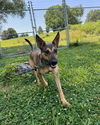 adoptable Dog in  named Lucie