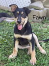 adoptable Dog in  named Fawn
