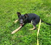 adoptable Dog in  named Fern