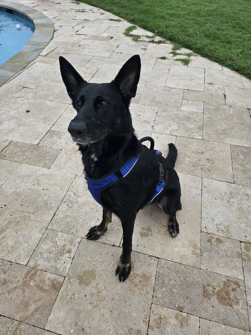 MOONLIGHT - German Shepherd Dog for adoption in Frederick