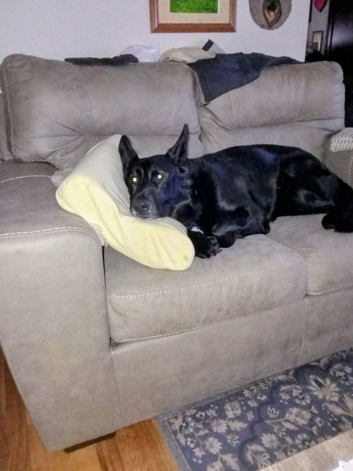 SAXOM - German Shepherd Dog for adoption in Frederick
