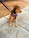 Mavis - Photo 2