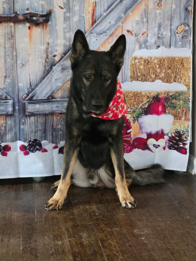 Sarge