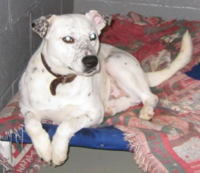 Hector - Fostered