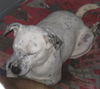 Hector - Fostered