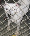 Hector - Fostered