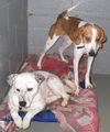 Hector - Fostered