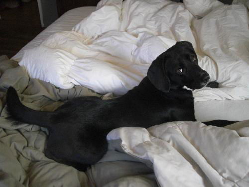 Little Cole- Fostered in MD