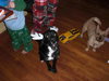 Little Cole- Fostered in MD