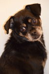 Teeko