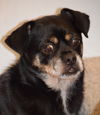 Teeko