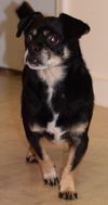 Teeko