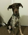 Sadie