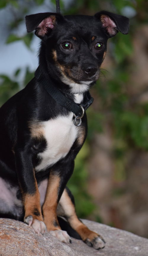 Rocky