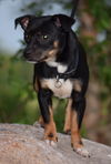 Rocky