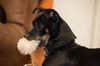 Rocky