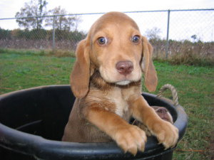 Longface Puppies - Fostered
