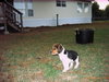 Longface Puppies - Fostered