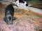 Longface Puppies - Fostered