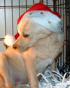 Lilly - Fostered
