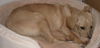 Lilly - Fostered