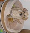 Lilly - Fostered