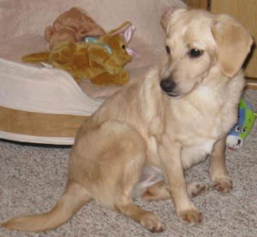 Lilly - Fostered
