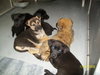 Playful Pups - 1 Pup Left