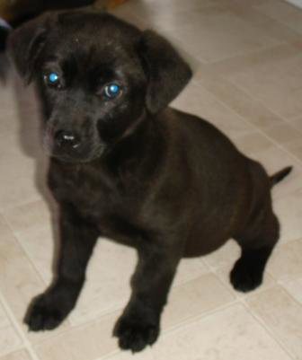 Playful Pups - 1 Pup Left
