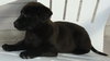 Playful Pups - 1 Pup Left