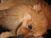 Rusty - Fostered