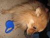 Rusty - Fostered