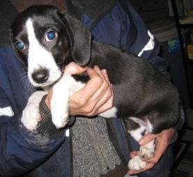 Tinkerbelle- Fostered