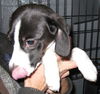 Tinkerbelle- Fostered