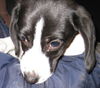 Tinkerbelle- Fostered