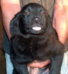 Teddy- Fostered