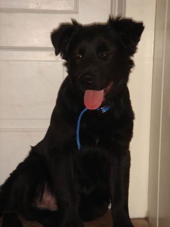 Teddy- Fostered