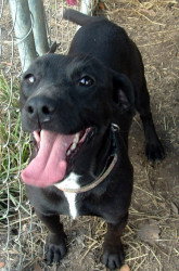 Chipper