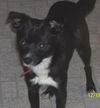 Rascal - ADOPTED