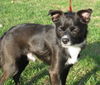 Rascal - ADOPTED