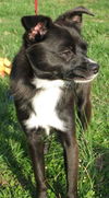 Rascal - ADOPTED