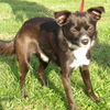 Rascal - ADOPTED